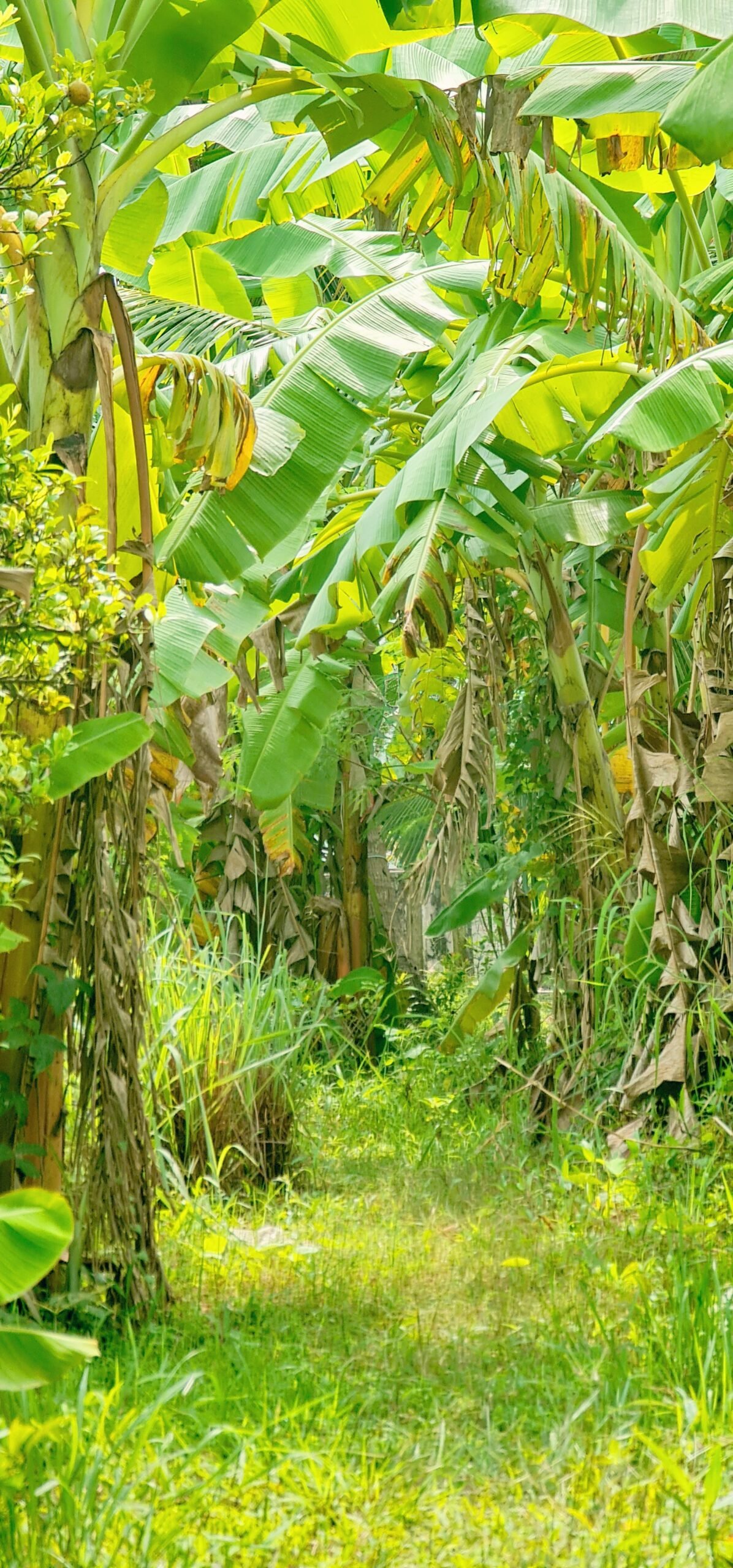 a lush green forest filled with lots of trees